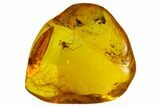 Fossil Spider (Opilliones) In Baltic Amber #109387-3